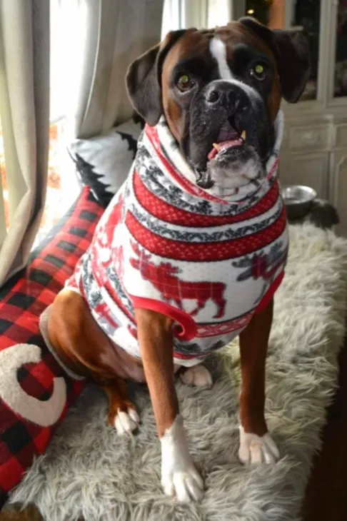 Aspen Holiday Dog Sweater