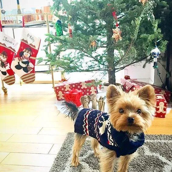 Fabdog | Traditional Christmas Fairisle Dog Jumper - Blue Moose